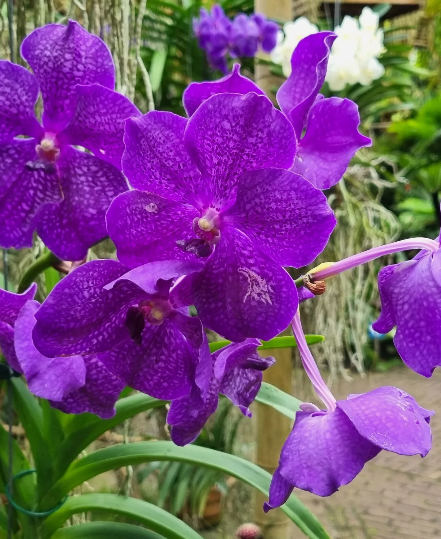 Uitje Orchideeënhoeve